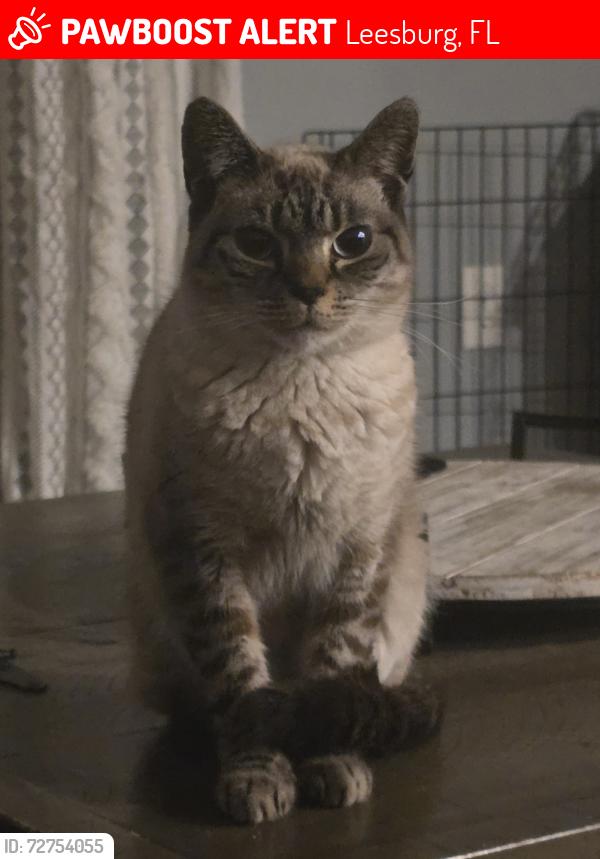 Lost Female Cat last seen Shoveler Ave, Leesburg, FL 34748
