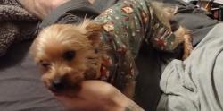 Lost Male Dog last seen East Henderson and East Mulberry , Angleton, TX 77515