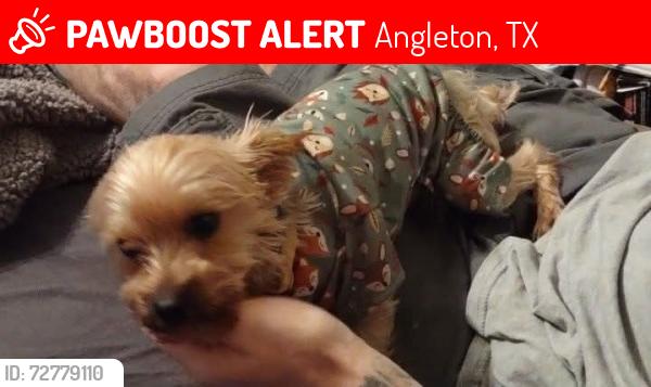 Lost Male Dog last seen East Henderson and East Mulberry , Angleton, TX 77515