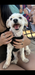 Lost Male Dog last seen left behind the church school, Huntington Park, CA 90255