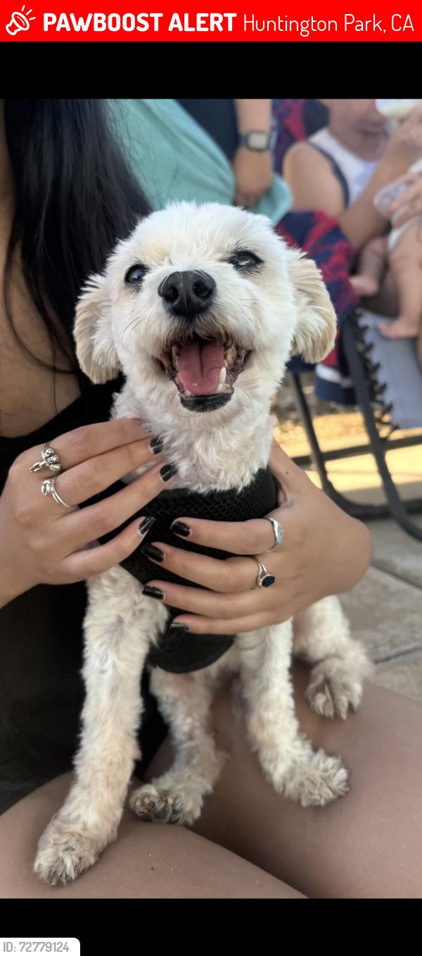 Lost Male Dog last seen left behind the church school, Huntington Park, CA 90255