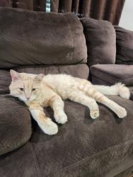 Lost Male Cat last seen Fairmont and Preston, Pasadena, TX 77503