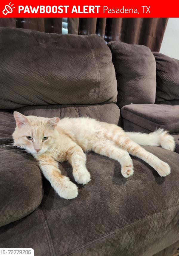 Lost Male Cat last seen Fairmont and Preston, Pasadena, TX 77503