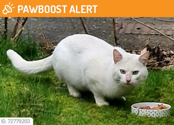 Found/Stray Male Cat last seen Edgbaston , West Midlands, England B15 3NG