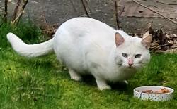 Found/Stray Male Cat last seen Edgbaston , West Midlands, England B15 3NG