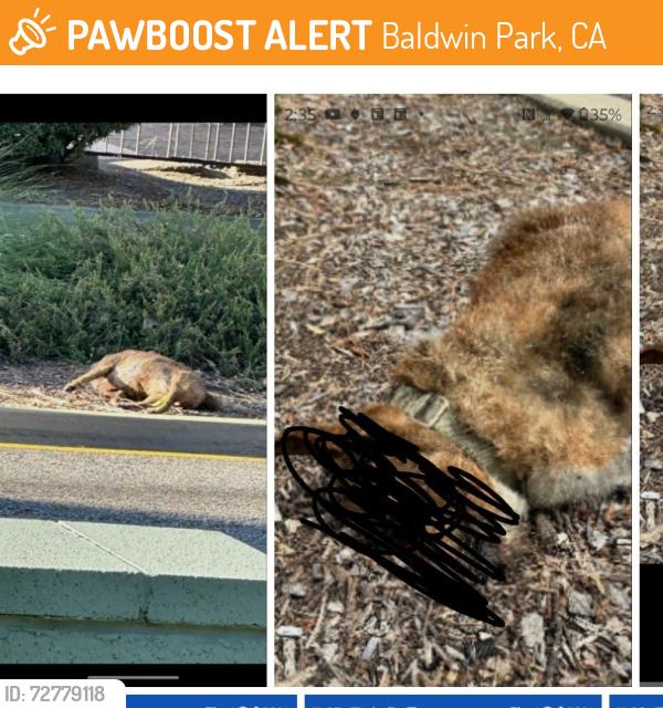 Found/Stray Unknown Dog last seen Near Ramona Blvd., Baldwin Park, CA 91706