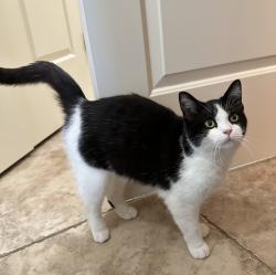 Found/Stray Unknown Cat last seen Stratford Ln and Windemere Way, Beavercreek Township, OH 45385