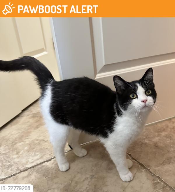 Found/Stray Unknown Cat last seen Stratford Ln and Windemere Way, Beavercreek Township, OH 45385