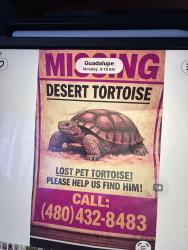 Lost Unknown Other last seen Stapley and Broadway , Mesa, AZ 85204