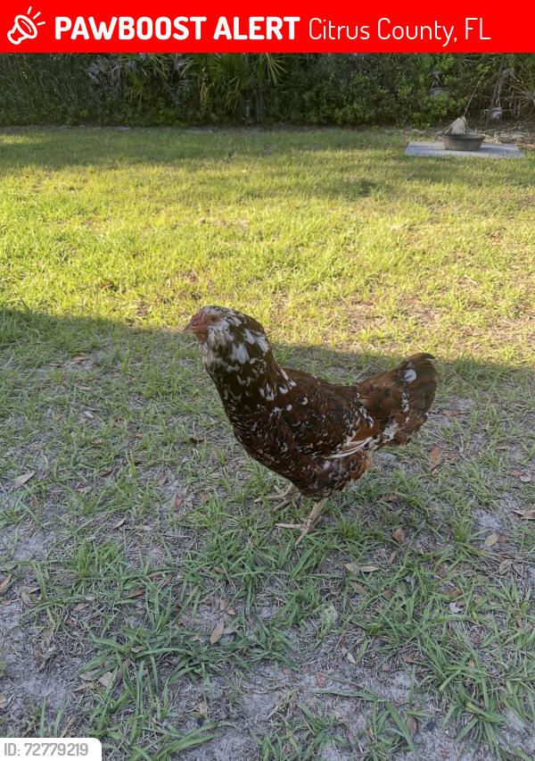 Lost Female Bird last seen E withlacoochie trail, Citrus County, FL 34434