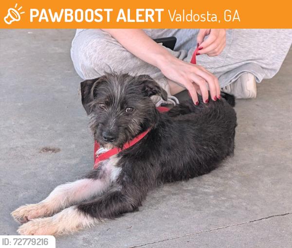 Found/Stray Male Dog last seen Jm overpass, Valdosta, GA 31601