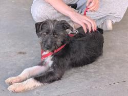 Found/Stray Male Dog last seen Jm overpass, Valdosta, GA 31601
