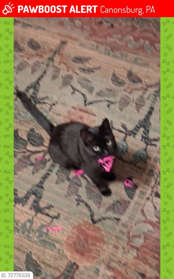 Lost Male Cat last seen Vine and greenside, Canonsburg, PA 15317