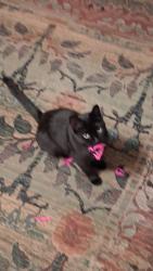 Lost Male Cat last seen Vine and greenside, Canonsburg, PA 15317