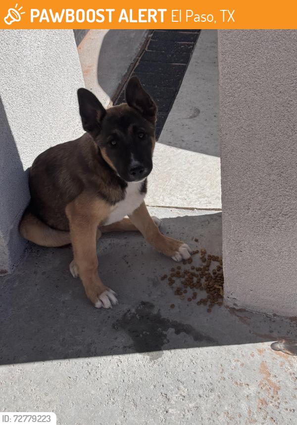 Found/Stray Male Dog last seen Edgemere & bob Snead , El Paso, TX 79938