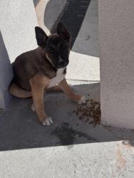 Found/Stray Male Dog last seen Edgemere & bob Snead , El Paso, TX 79938