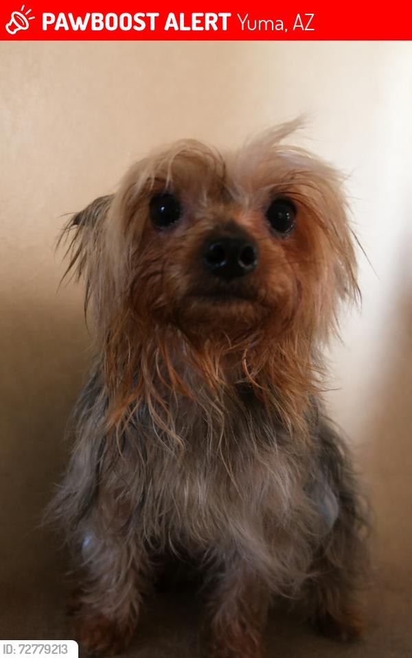 Lost Female Dog last seen 3rd St and Ave B , Yuma, AZ 85364