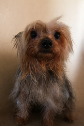 Lost Female Dog last seen 3rd St and Ave B , Yuma, AZ 85364