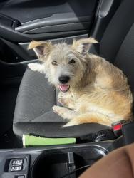 Found/Stray Female Dog last seen 7th street , Long Beach, CA 90804