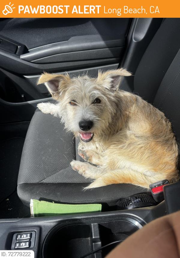 Found/Stray Female Dog last seen 7th street , Long Beach, CA 90804