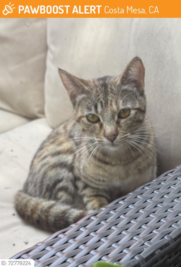 Found/Stray Female Cat last seen Ramona place and Santa Ana Ave, Costa Mesa, CA 92627