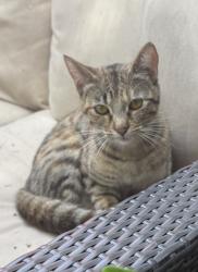 Found/Stray Female Cat last seen Ramona place and Santa Ana Ave, Costa Mesa, CA 92627