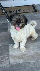 Found/Stray Male Dog last seen NMB c , Miami Beach, FL 33139