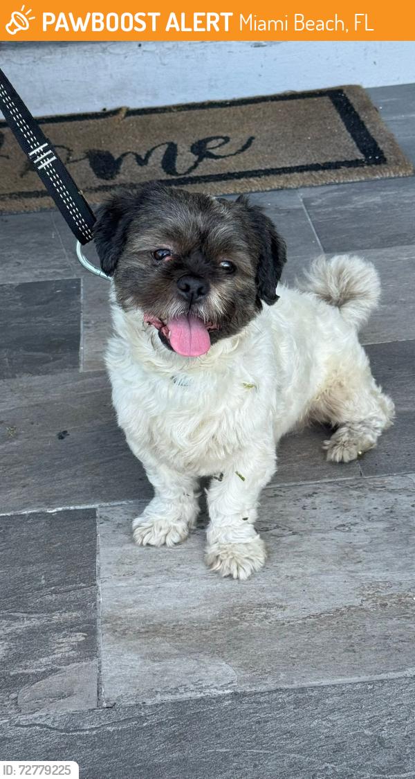 Found/Stray Male Dog last seen NMB c , Miami Beach, FL 33139