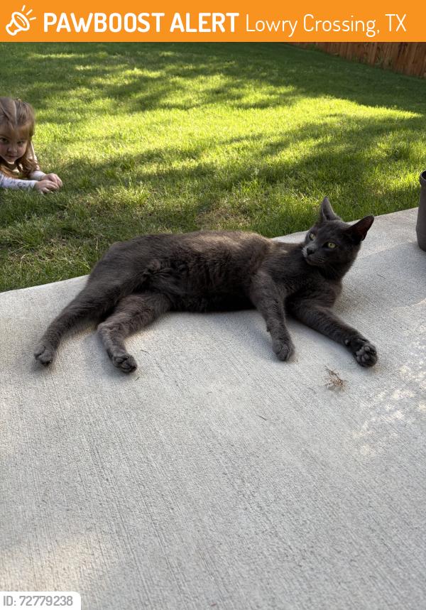 Found/Stray Male Cat last seen Midnight Oak / Blanton, Lowry Crossing, TX 75069