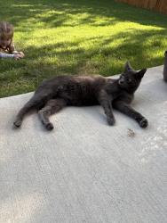 Found/Stray Male Cat last seen Midnight Oak / Blanton, Lowry Crossing, TX 75069