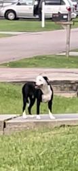 Found/Stray Unknown Dog last seen Holly Springs , Conroe, TX 77302