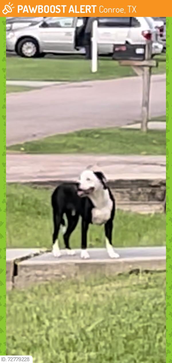 Found/Stray Unknown Dog last seen Holly Springs , Conroe, TX 77302