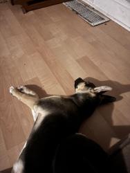 Lost Male Dog last seen Near E 140th , Cleveland, OH 44120