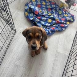 Lost Male Dog last seen Marlock flts, Arlington, TX 76012