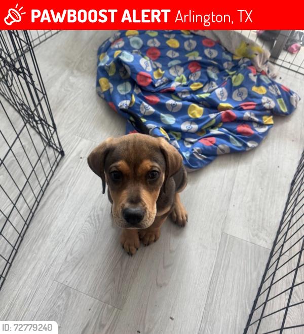 Lost Male Dog last seen Marlock flts, Arlington, TX 76012