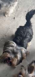 Lost Male Dog last seen Quintilian ave and voltaire, Orlando, FL 32809