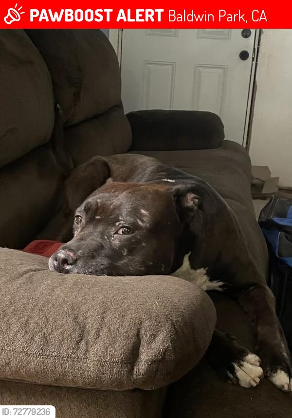 Lost Male Dog last seen Hornbrook Ave/Los Angeles St, Baldwin Park, CA 91706