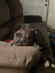Lost Male Dog last seen Hornbrook Ave/Los Angeles St, Baldwin Park, CA 91706