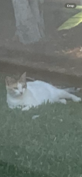 Found/Stray Female Cat last seen Kingspointe Circle and Feu Follet, Lafayette, LA 70508
