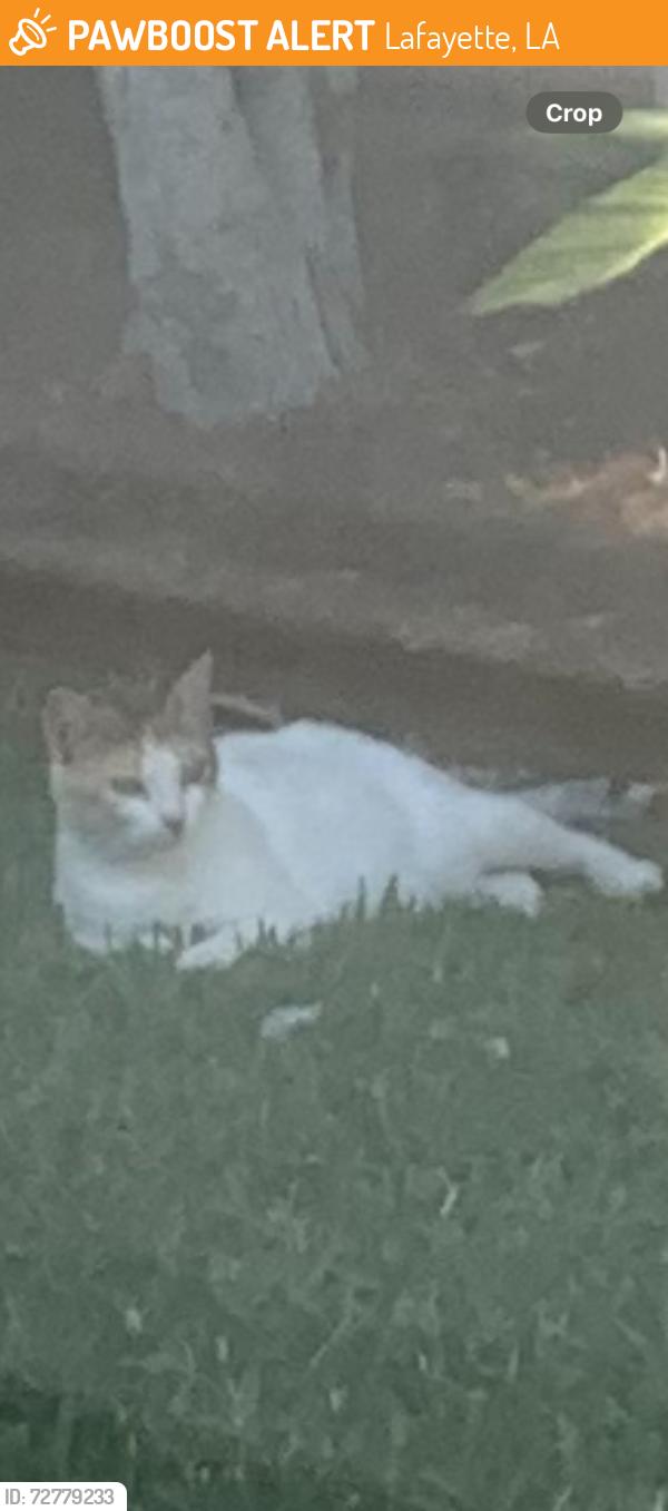Found/Stray Female Cat last seen Kingspointe Circle and Feu Follet, Lafayette, LA 70508