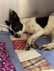 Shelter Stray Male Dog last seen Union Gap, WA 98903, Yakima, WA 98901