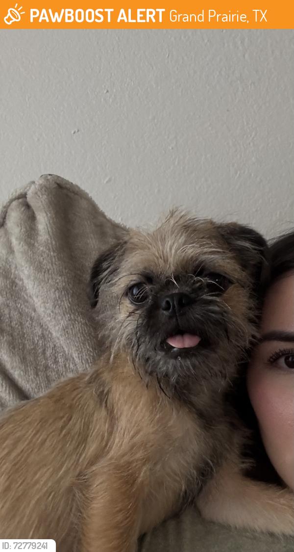 Found/Stray Female Dog last seen Beltline rd and Tarrant rd, Grand Prairie, TX 75050
