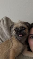 Found/Stray Female Dog last seen Beltline rd and Tarrant rd, Grand Prairie, TX 75050