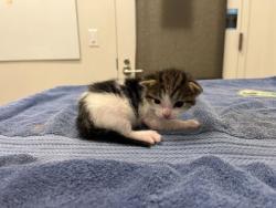 Shelter Stray Female Cat last seen Near HWY & 55th, KCMO,, 64130, KS, Kansas City, MO 64132