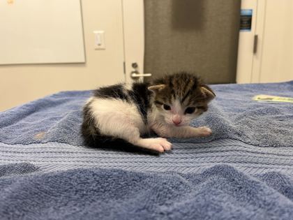 Shelter Stray Female Cat last seen Near HWY & 55th, KCMO,, 64130, KS, Kansas City, MO 64132