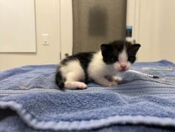 Shelter Stray Female Cat last seen Near HWY & 55th, KCMO,, 64130, KS, Kansas City, MO 64132