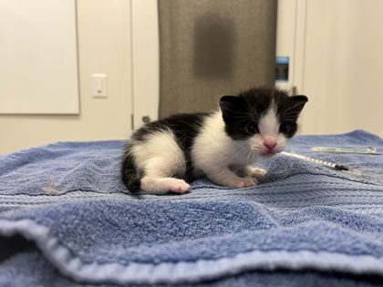 Shelter Stray Female Cat last seen Near HWY & 55th, KCMO,, 64130, KS, Kansas City, MO 64132