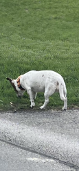 Found/Stray Female Dog last seen Harbin & W Ross, Waxahachie, TX 75165