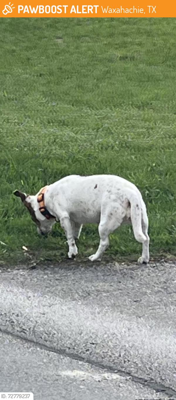 Found/Stray Female Dog last seen Harbin & W Ross, Waxahachie, TX 75165