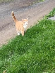 Found/Stray Unknown Cat last seen Morgans, Penn Yan, NY 14527